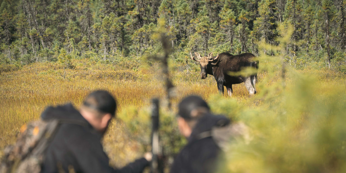 moose hunting